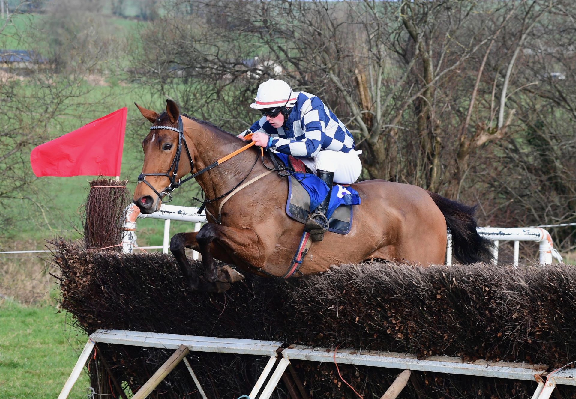 Bobbi's Beauty (Mahler) Wins At Tallow P2P