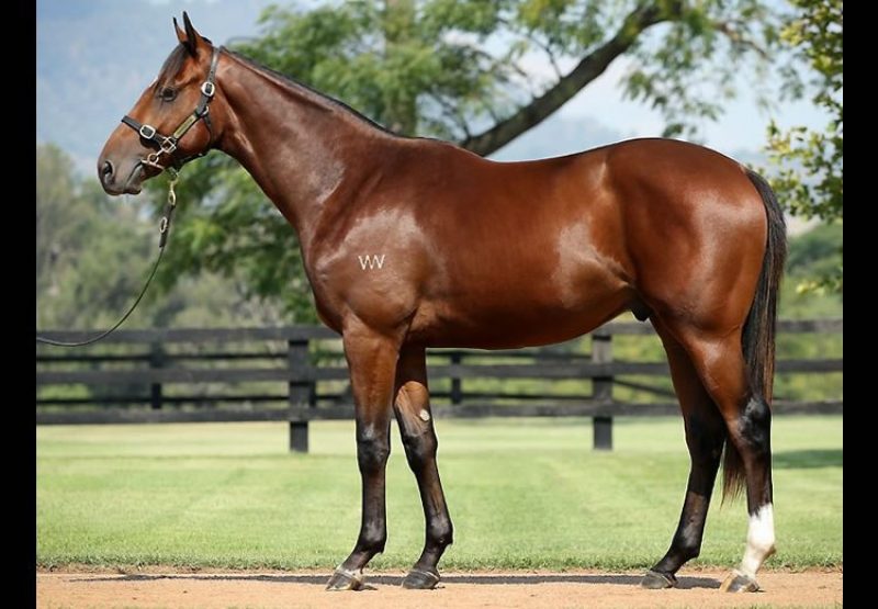 Pierro ex Rocha yearling colt conformation shot