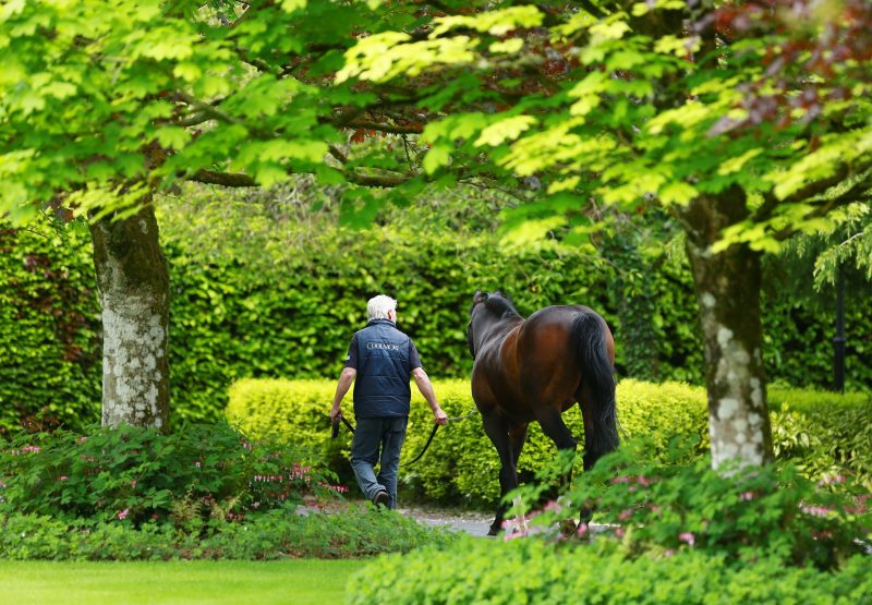 Holy Roman Emperor Stallion Yard