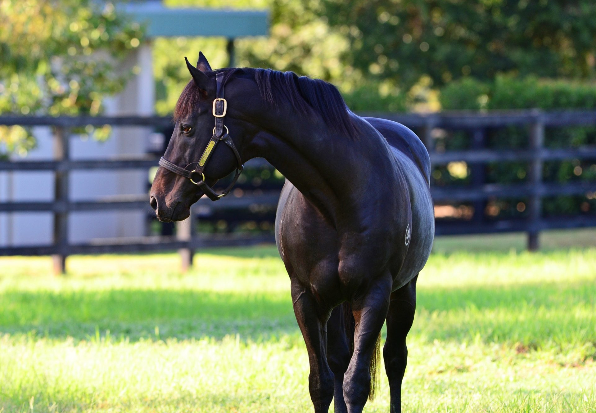 Pierro paddock