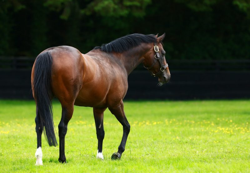 Holy Roman Emperor Paddock Shot