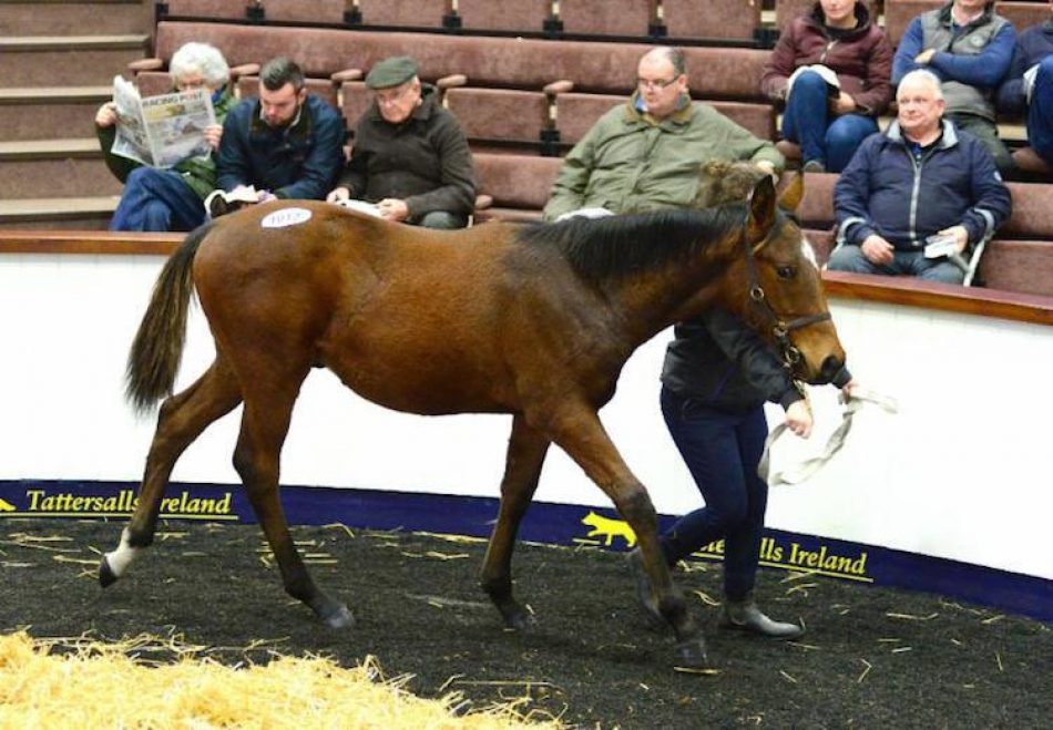 Tupelo Mississippi (Yeats) Wins Bumper At Newcastle