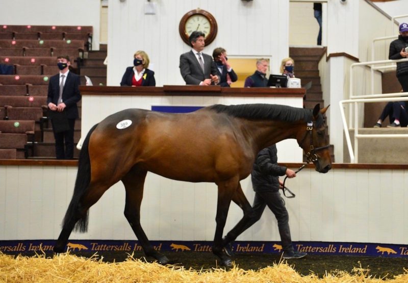 Walk In The Park Gelding Ex Cuteasafox Topes Derby Sale At €280K 1