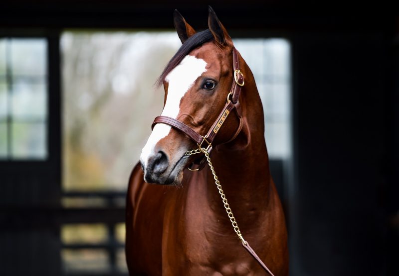 Tiz The Law head shot