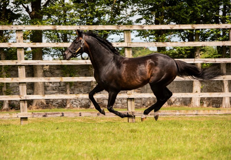 Yeats paddock