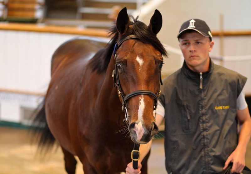 Churchill Colt Ex Honor Bound Sells For 310000gns at Tattersalls Bk 2