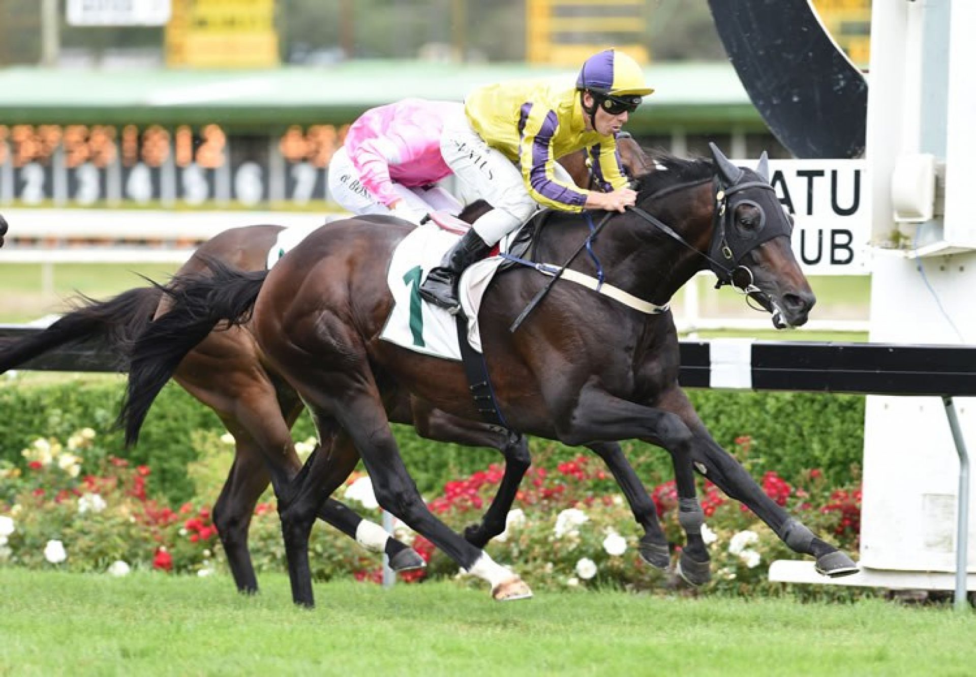 Pure Champion (Footstepsinthesand) winning the G3 Manawatu Challenge Stakes at Awapuni