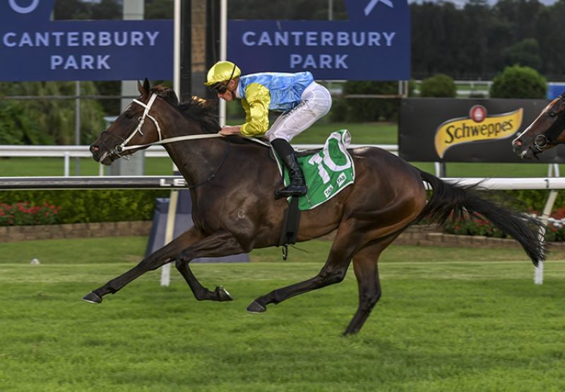 Pretty Amazing (American Pharoah) winning at Canterbury