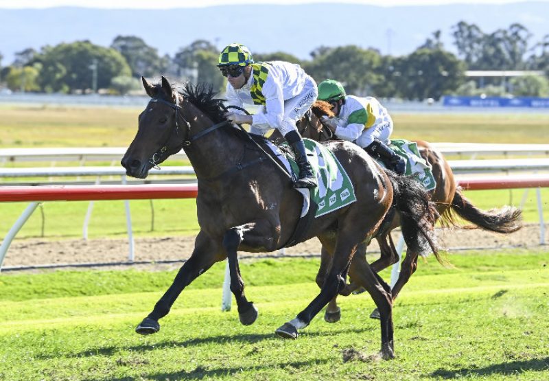 Wings Of Desire (Pride of Dubai) Hawkesbury 750