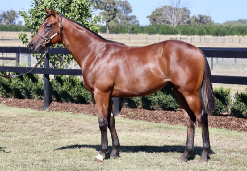 King's Legacy X Anchor Bid colt conformation shot