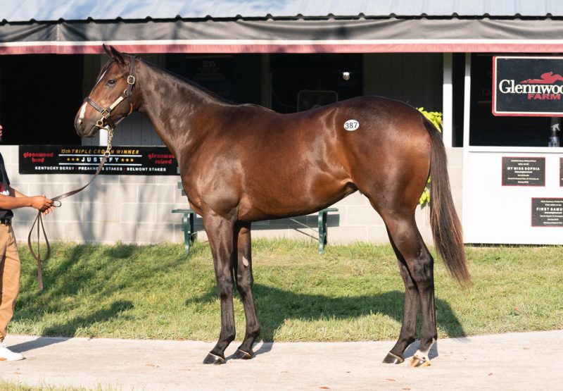 Justify X Grazie Mille yearling colt