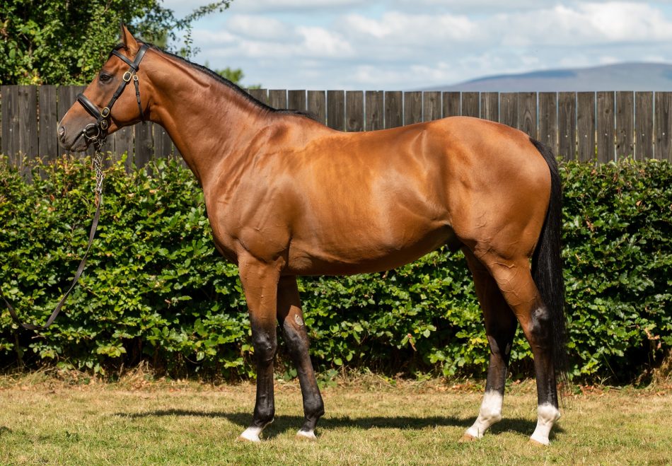 Whatsnotoknow Wins His Maiden Hurdle At Thurles