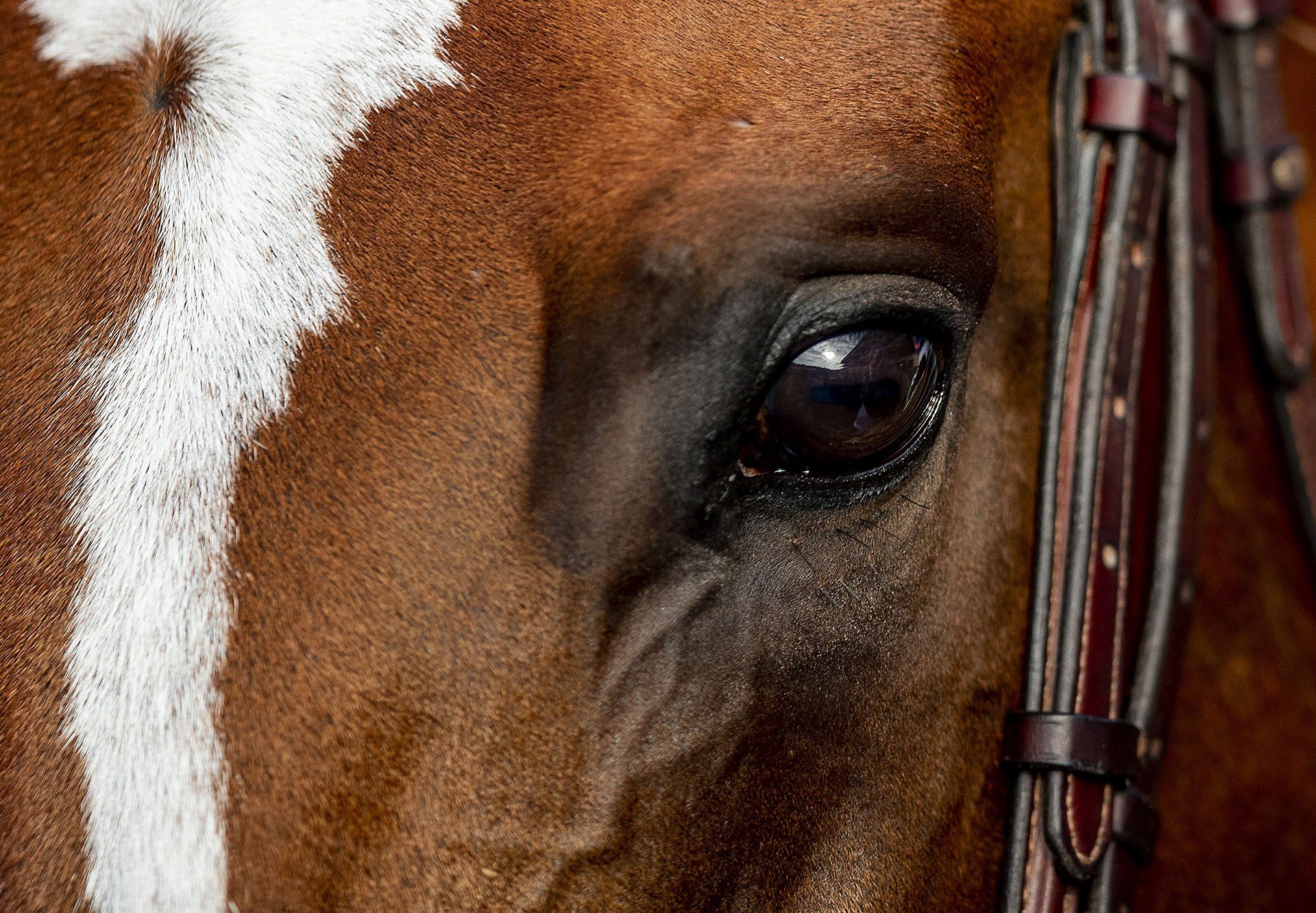 Tuscan Queen (Fastnet Rock) wins the Gr.3 West Australian Oaks at Ascot