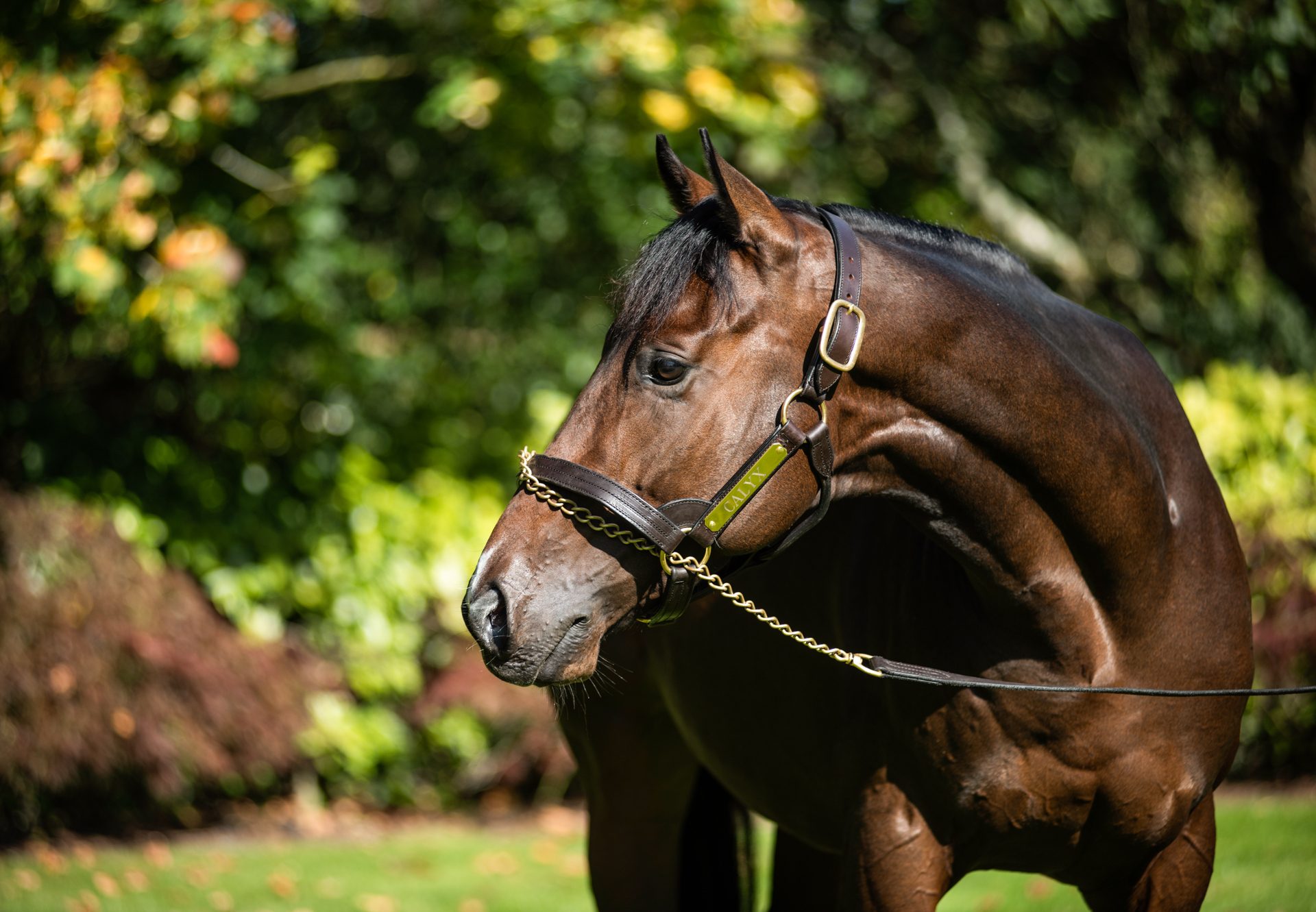 Calyx head shot