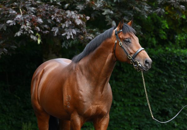 Pride Of Dubai Head Shot