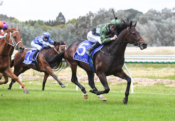 The Genius (So You Think) winning at Kyneton