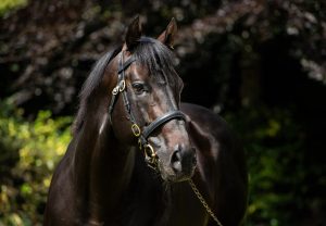 Skyace (Westerner) Wins At Gowran