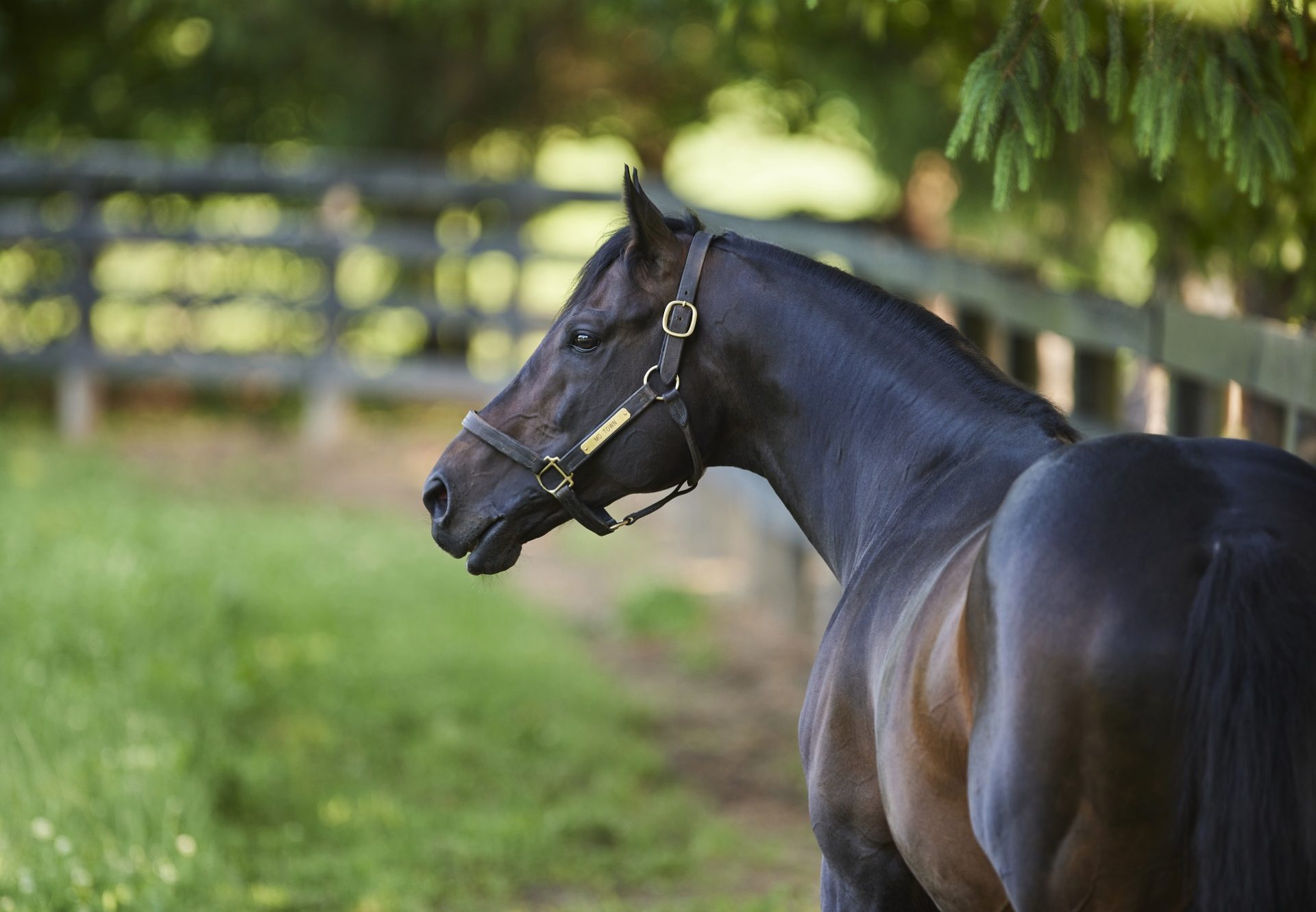 Hotrocket (Starspangledbanner) Wins His Maiden At Fairyhouse