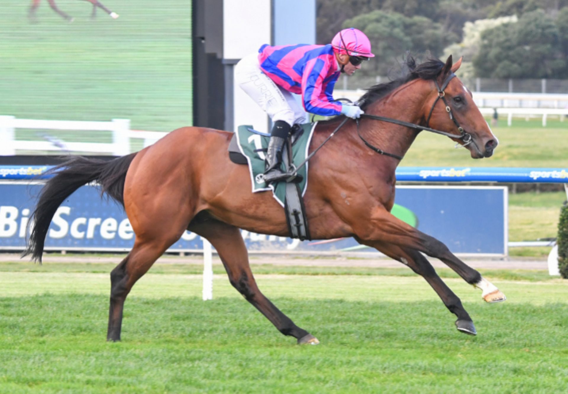 Ferny Hollow (Westerner) wins the Gr.1 Champion Bumper at Cheltenham