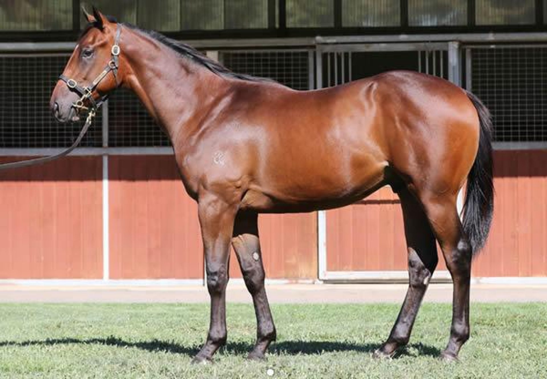 Pierro X Colerne colt conformation shot