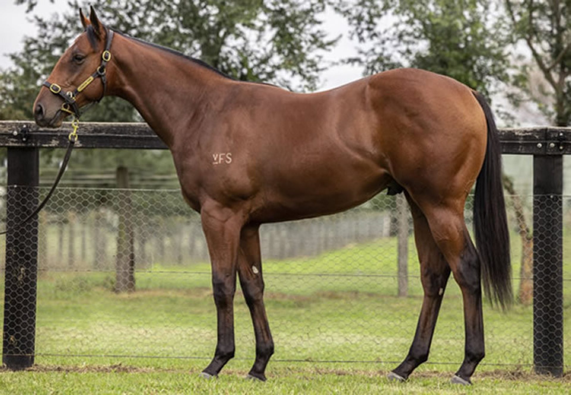 Pierro X Lasqueti Spirit colt conformation shot