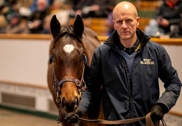 Camelot Colt Ex Queenlet