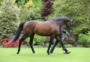 Ready To Humble (Rubick) winning at Rosehill