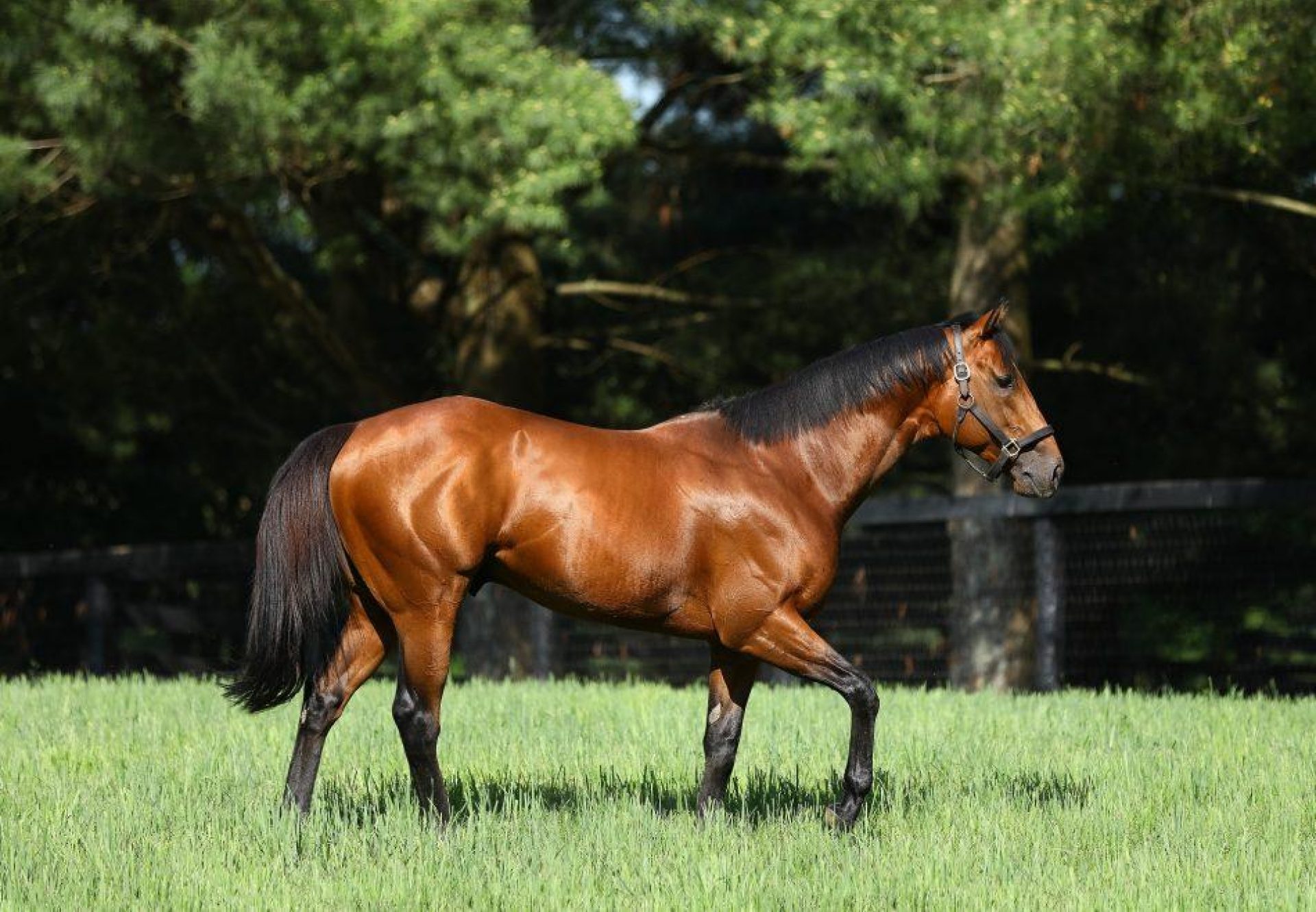 Practical Joke paddock