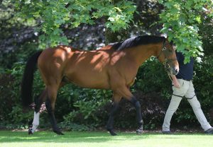 Idaho Valley (Idaho) Winning The 4 Yo Maiden At Tallow