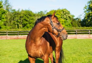 Miss Pronunciation (Walk In The Park) Wins The Rated Novice Hurdle At Fairyhouse