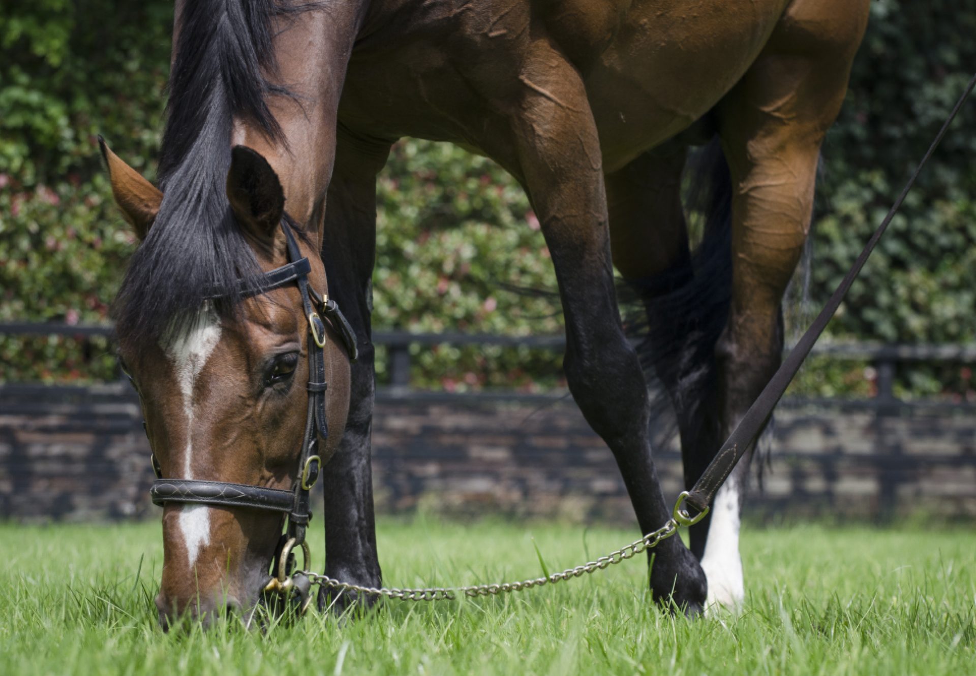 Galileo grazing