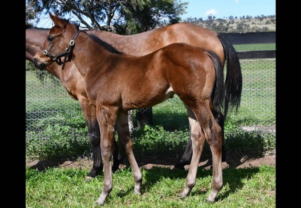 Justify x Atlantic Jewel colt foal