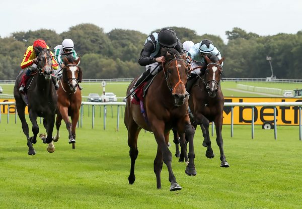 Fancy Man (Pride Of Dubai) winning the Listed Ascendant Stakes at Haydock