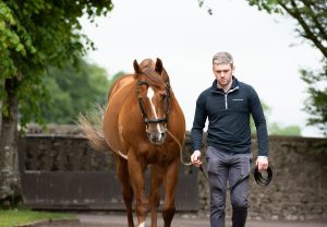 American Pharoah walking