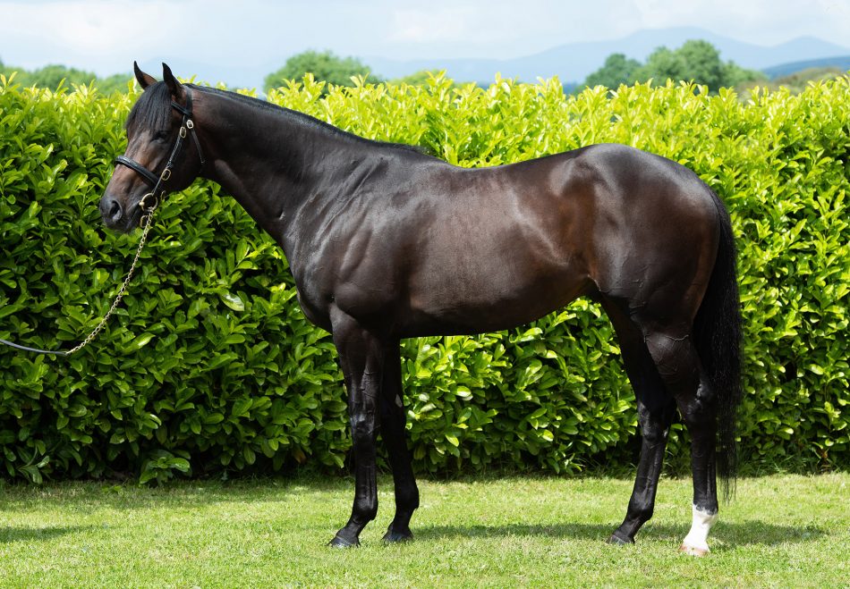 Accomodate Eva (Munnings) wins the La Champions Day Lassie Stakes