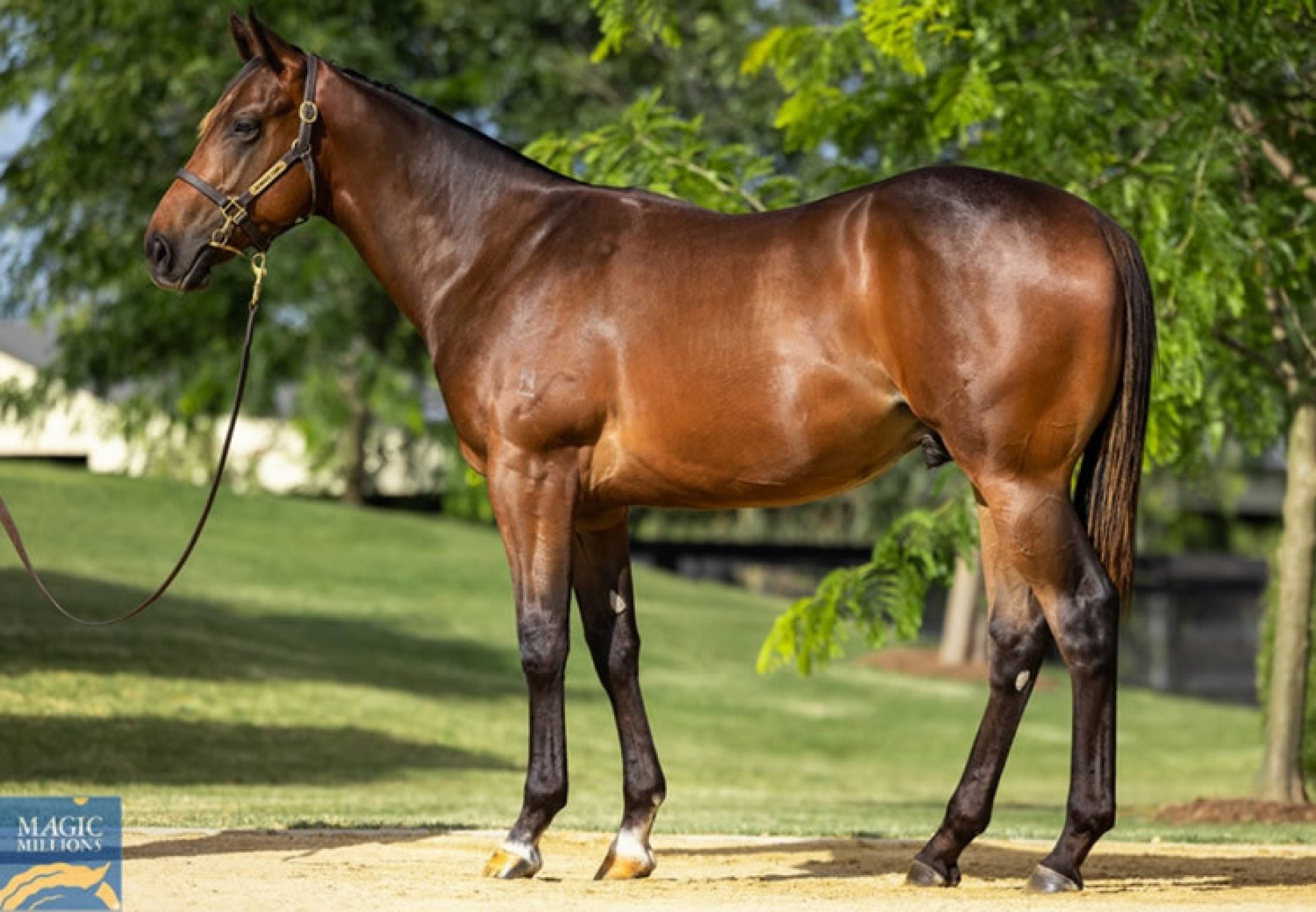 Fastnet Rock X Cicatrix yearling colt conformation shot