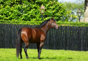 Opus Forty Two Mendelssohn Wins Tampa Msw