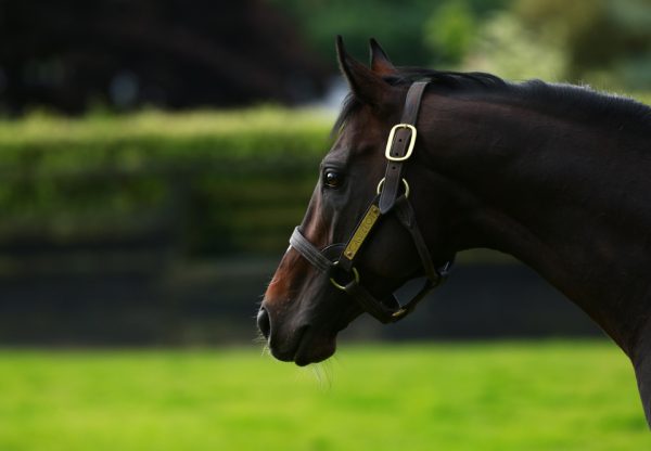 Camelot head shot