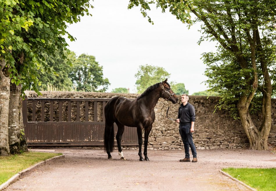 Mendelssohn Head Shot