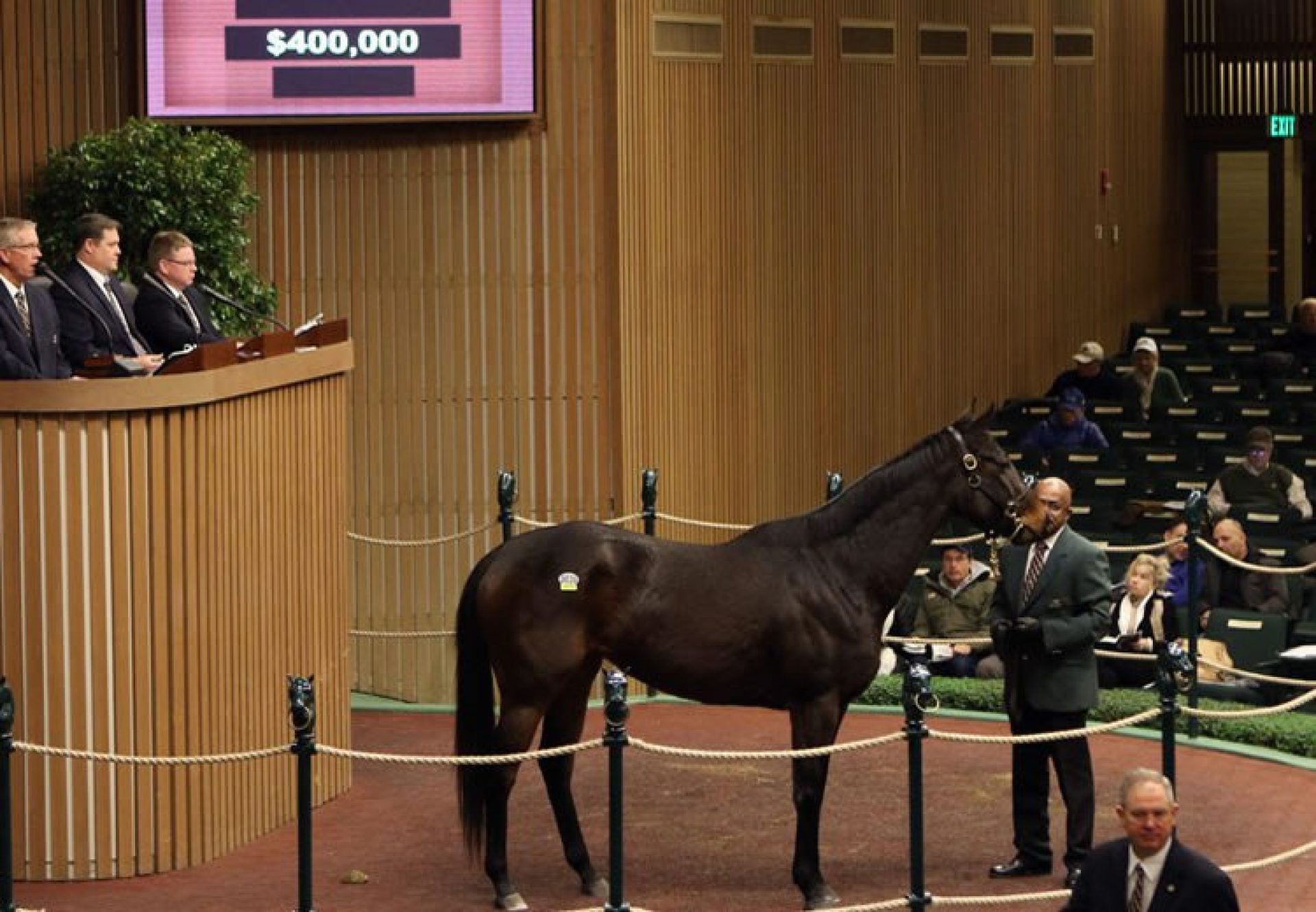 Premier Steps (Footstepsinthesand) selling for $400,000 at Keeneland