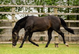 Nothing Better (Munnings) Wins The Aqueduct Turf Sprint