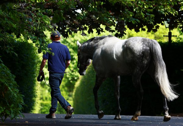 Mastercraftsman Walking