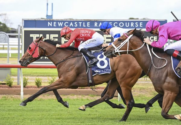 Pierossa (Pierro) winning the Gr.3 Spring Stakes at Newcastle