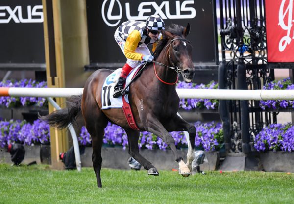 Perfect Thought (So You Think) winning the Gr.3 Carbine Club at Flemington