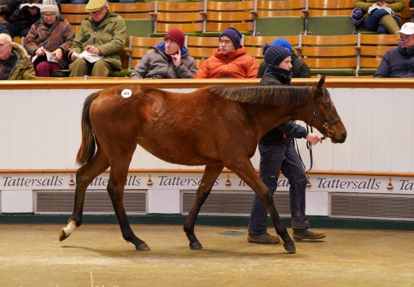 Camelot Filly Ex Rainbow Rising Sells For 140000Gns