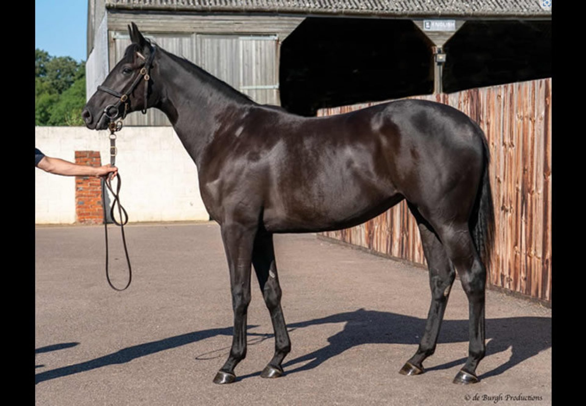 Wootton Bassett X Gloryette yearling filly