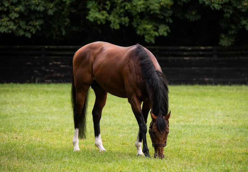 Churchill Paddock