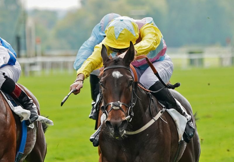 Shadn (No Nay Never) wins Gr. 2 Criterium De Maisons Laffitte