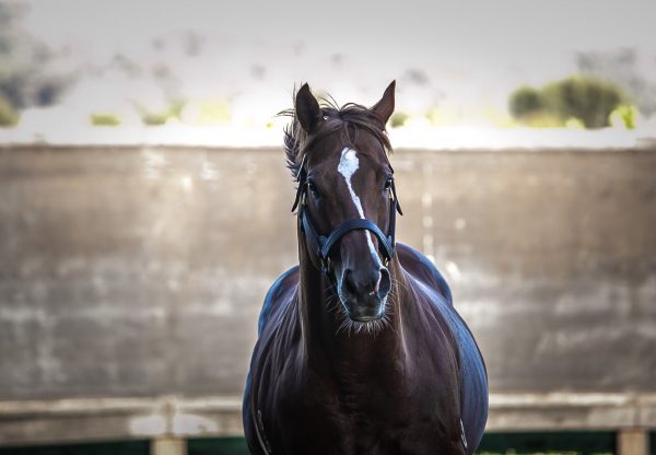 Starspangledbanner Head Shot