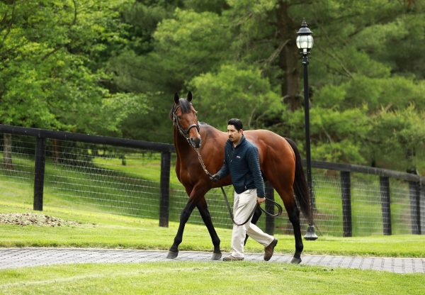 American Pharoah walking